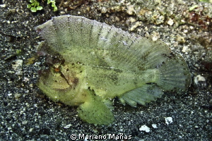 leaf scorpionfish by Mariano Mañas 